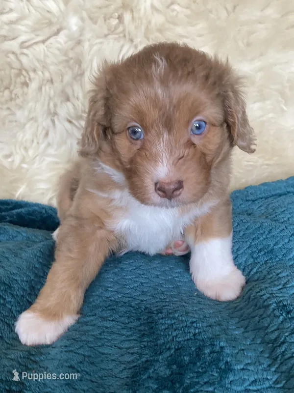 Cheeto Chad – Miniature Bernedoodle, Miniature Aussiedoodle puppy for sale in Seattle, WA