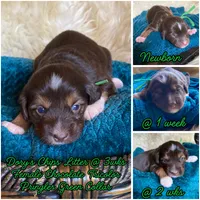 "Princess" Pringles , a female Miniature Bernedoodle and Miniature Aussiedoodle for sale in Seattle, WA – 3 of 4