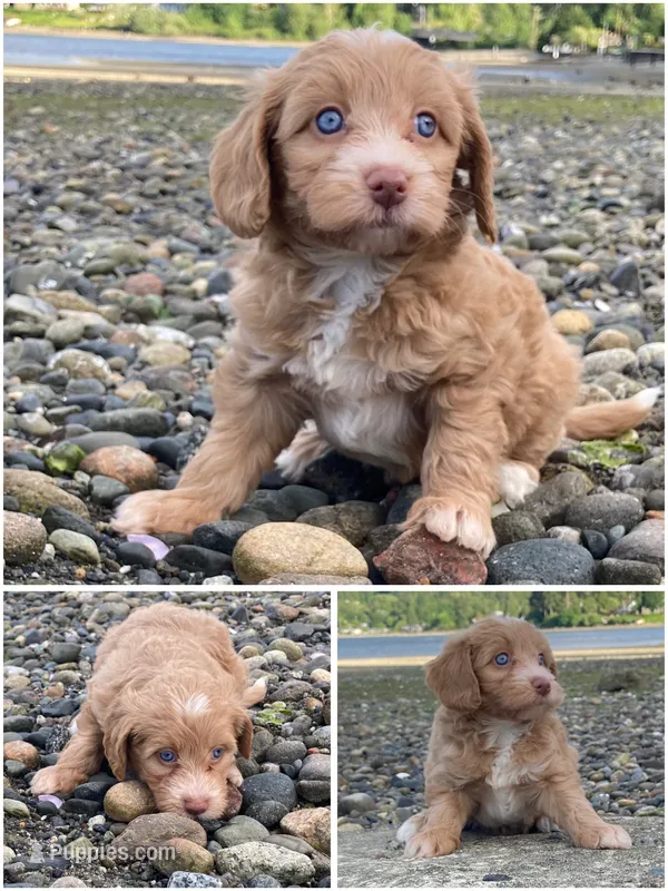 Alabaster "Ali" – Miniature Bernedoodle, Miniature Aussiedoodle puppy for sale in Seattle, WA