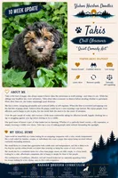 Takis, a female Miniature Bernedoodle and Miniature Aussiedoodle for sale in Seattle, WA – 2 of 10