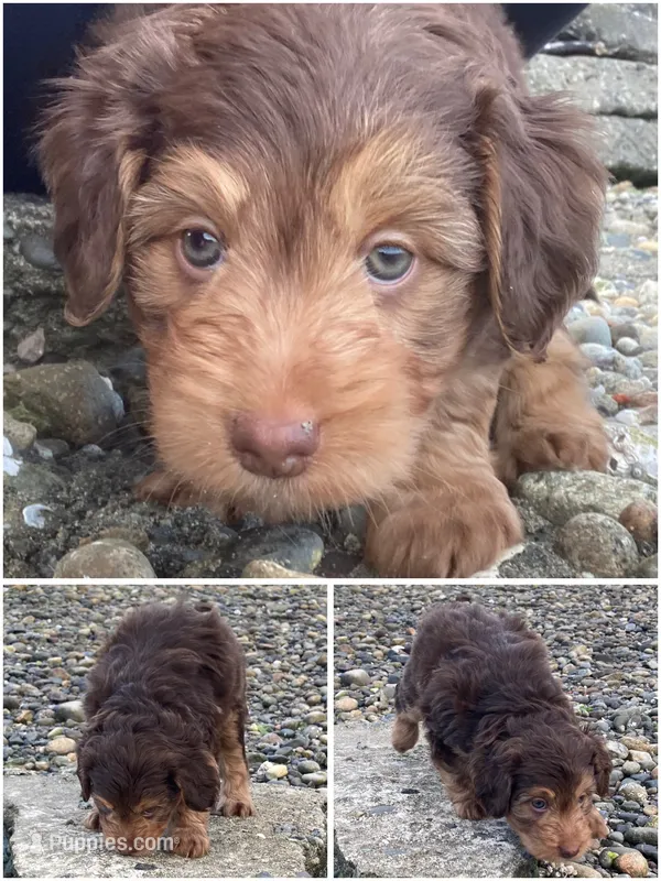 Rock Salt "Rocky" – Miniature Bernedoodle, Miniature Aussiedoodle puppy for sale in Seattle, WA