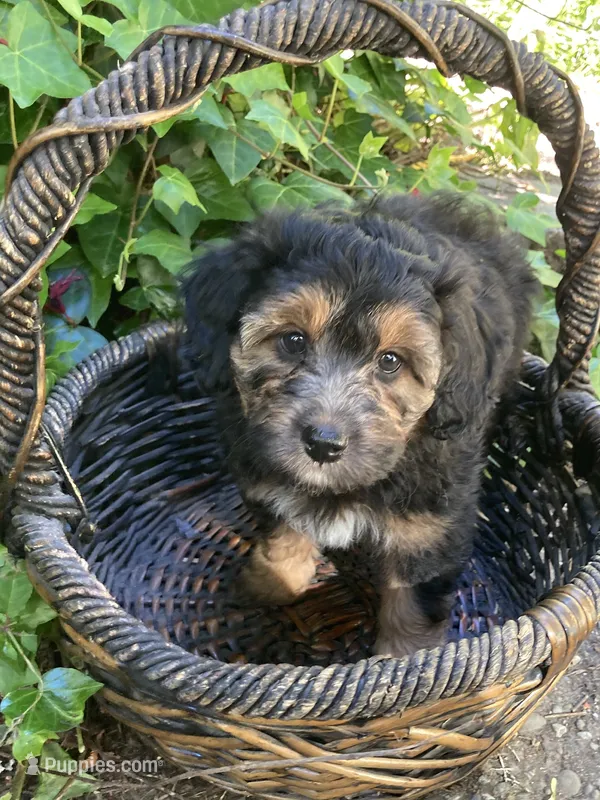 Takis – Miniature Bernedoodle, Miniature Aussiedoodle puppy for sale in Seattle, WA