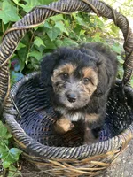 Takis, a female Miniature Bernedoodle and Miniature Aussiedoodle for sale in Seattle, WA – 4 of 10
