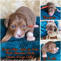 Cheeto Chad, a male Miniature Bernedoodle and Miniature Aussiedoodle for sale in Seattle, WA – 3 of 4