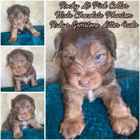 Rock Salt "Rocky", a male Miniature Bernedoodle and Miniature Aussiedoodle for sale in Seattle, WA – 2 of 4