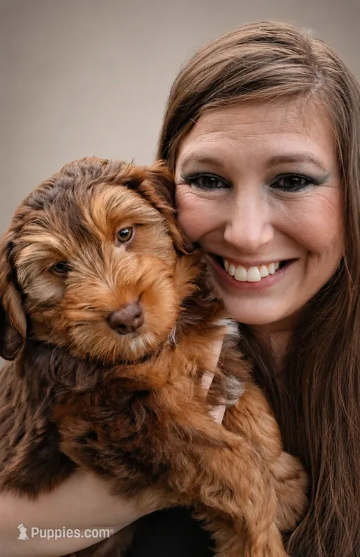 Rock Salt "Rocky" – Miniature Bernedoodle, Miniature Aussiedoodle puppy for sale in Seattle, WA