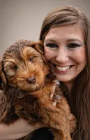 Rock Salt "Rocky", a male Miniature Bernedoodle and Miniature Aussiedoodle for sale in Seattle, WA – 1 of 10