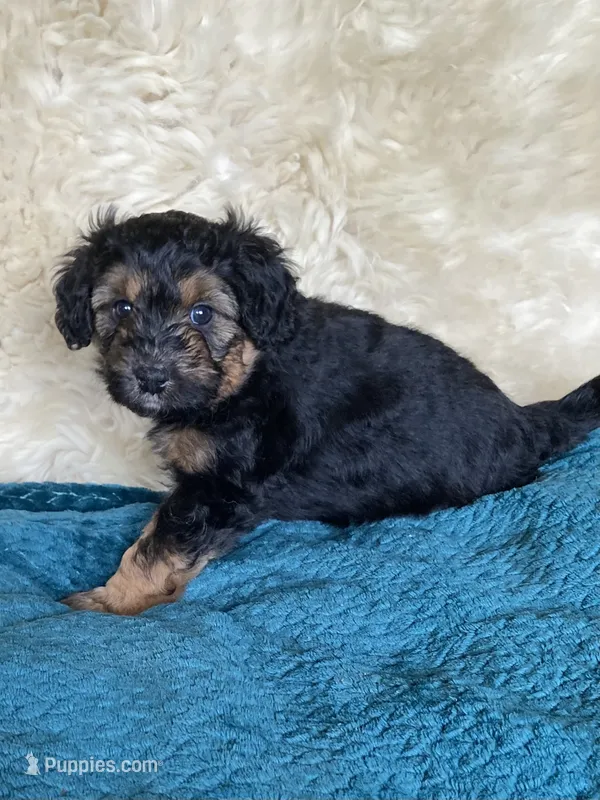 Takis – Miniature Bernedoodle, Miniature Aussiedoodle puppy for sale in Seattle, WA