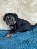 Takis, a female Miniature Bernedoodle and Miniature Aussiedoodle for sale in Seattle, WA – 1 of 4
