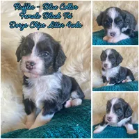 Ruffles, a female Miniature Bernedoodle and Miniature Aussiedoodle for sale in Seattle, WA – 2 of 4