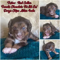 Fritos, a female Miniature Bernedoodle and Miniature Aussiedoodle for sale in Seattle, WA – 3 of 4