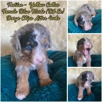 Tostitos "Tilly", a female Miniature Bernedoodle and Miniature Aussiedoodle for sale in Seattle, WA – 2 of 4