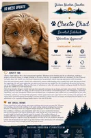 Cheeto Chad, a male Miniature Bernedoodle and Miniature Aussiedoodle for sale in Seattle, WA – 2 of 9