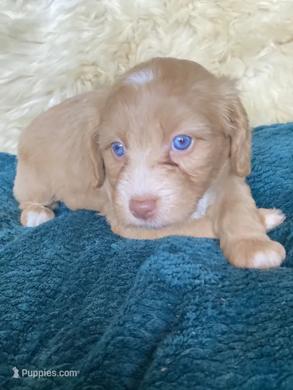 Alabaster "Ali" – Miniature Bernedoodle, Miniature Aussiedoodle puppy for sale in Seattle, WA