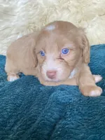 Alabaster "Ali", a female Miniature Bernedoodle and Miniature Aussiedoodle for sale in Seattle, WA – 1 of 4