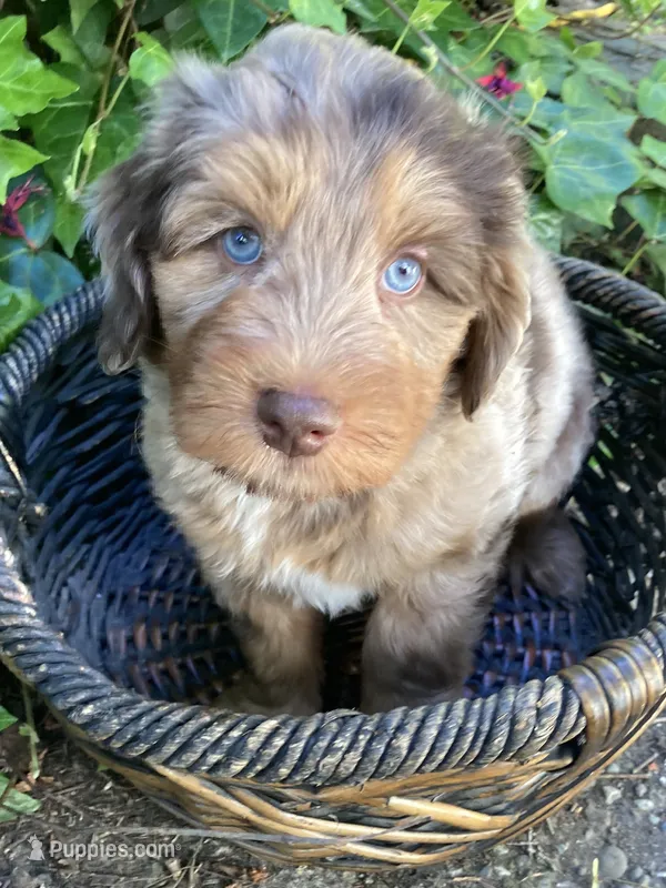 Tanzinite "Taz" – Miniature Bernedoodle, Miniature Aussiedoodle puppy for sale in Seattle, WA