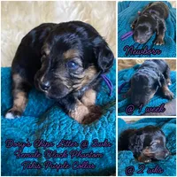 Takis, a female Miniature Bernedoodle and Miniature Aussiedoodle for sale in Seattle, WA – 3 of 4