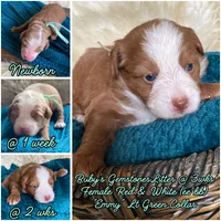 Emerald "Emmy", a female Miniature Bernedoodle and Miniature Aussiedoodle for sale in Seattle, WA – 2 of 4