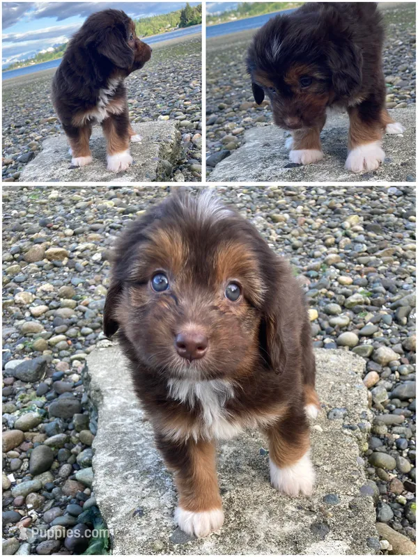 "Princess" Pringles  – Miniature Bernedoodle, Miniature Aussiedoodle puppy for sale in Seattle, WA