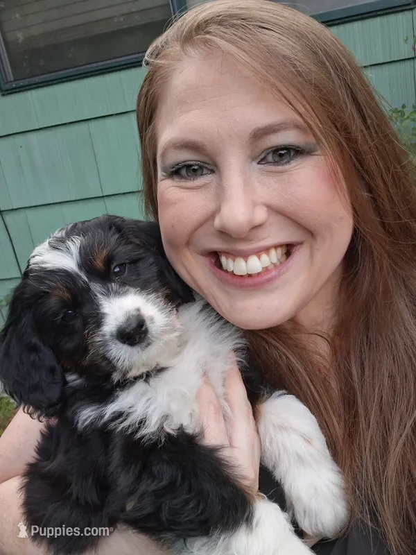 Ruffles – Miniature Bernedoodle, Miniature Aussiedoodle puppy for sale in Seattle, WA