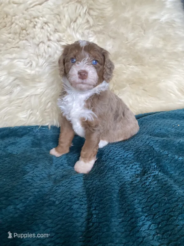 Jade "Jay" – Miniature Bernedoodle, Miniature Aussiedoodle puppy for sale in Seattle, WA