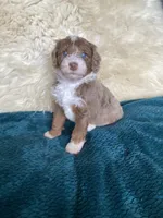 Jade "Jay", a male Miniature Bernedoodle and Miniature Aussiedoodle for sale in Seattle, WA – 1 of 4