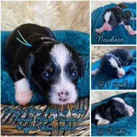 Ruffles, a female Miniature Bernedoodle and Miniature Aussiedoodle for sale in Seattle, WA – 3 of 4