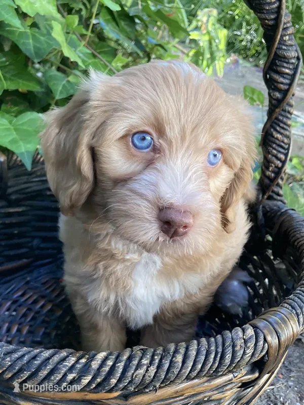 Alabaster "Ali" – Miniature Bernedoodle, Miniature Aussiedoodle puppy for sale in Seattle, WA