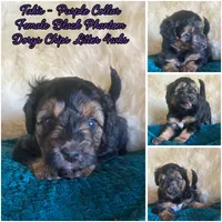 Takis, a female Miniature Bernedoodle and Miniature Aussiedoodle for sale in Seattle, WA – 2 of 4