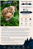 Tanzinite "Taz", a male Miniature Bernedoodle and Miniature Aussiedoodle for sale in Seattle, WA – 2 of 9