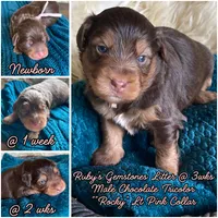 Rock Salt "Rocky", a male Miniature Bernedoodle and Miniature Aussiedoodle for sale in Seattle, WA – 3 of 4