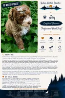Jade "Jay", a male Miniature Bernedoodle and Miniature Aussiedoodle for sale in Seattle, WA – 3 of 9