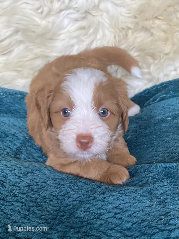Emerald "Emmy" – Miniature Bernedoodle, Miniature Aussiedoodle puppy for sale in Seattle, WA