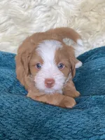 Emerald "Emmy", a female Miniature Bernedoodle and Miniature Aussiedoodle for sale in Seattle, WA – 1 of 4