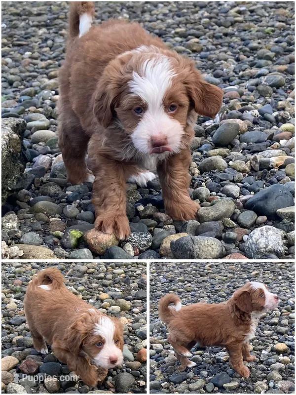 Emerald "Emmy" – Miniature Bernedoodle, Miniature Aussiedoodle puppy for sale in Seattle, WA