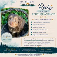 Rock Salt "Rocky", a male Miniature Bernedoodle and Miniature Aussiedoodle for sale in Seattle, WA – 3 of 10