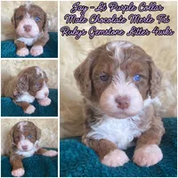 Jade "Jay", a male Miniature Bernedoodle and Miniature Aussiedoodle for sale in Seattle, WA – 2 of 4