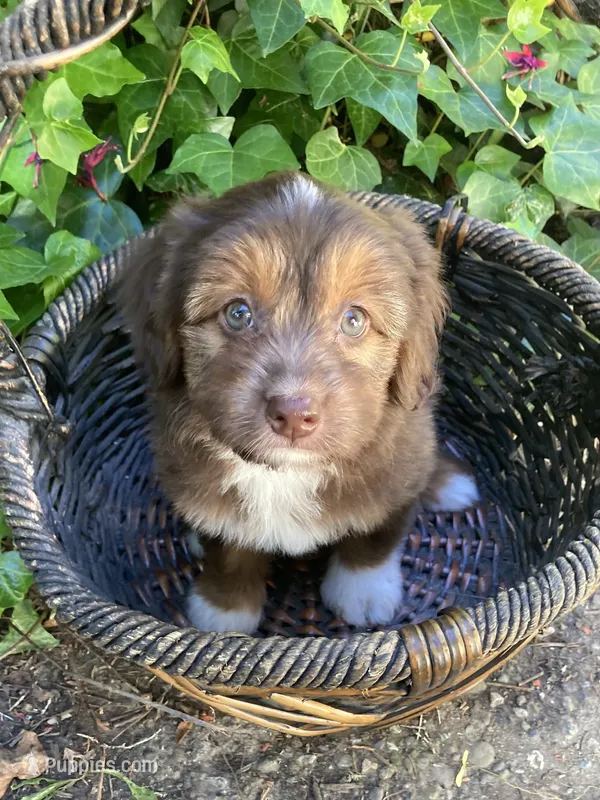 "Princess" Pringles  – Miniature Bernedoodle, Miniature Aussiedoodle puppy for sale in Seattle, WA