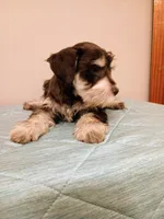 Liver parti boy, a male Miniature Schnauzer for sale in Eunice, LA – 7 of 7