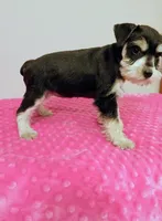 Black and white girl , a female Miniature Schnauzer for sale in Eunice, LA – 8 of 10