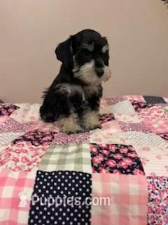 J's black and white female  – Miniature Schnauzer puppy for sale in Eunice, LA