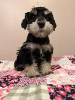 J's black and white female , a female Miniature Schnauzer for sale in Eunice, LA – 4 of 4
