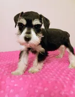 Black and white girl , a female Miniature Schnauzer for sale in Eunice, LA – 7 of 10