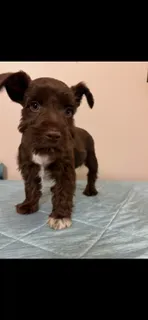 Liver boy white paw, a male Miniature Schnauzer for sale in Eunice, LA – 1 of 1