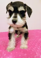 Black and white girl , a female Miniature Schnauzer for sale in Eunice, LA – 9 of 10