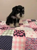 J's black and white female , a female Miniature Schnauzer for sale in Eunice, LA – 2 of 4