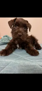Liver boy  – Miniature Schnauzer puppy for sale in Eunice, LA
