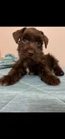 Liver boy , a male Miniature Schnauzer for sale in Eunice, LA – 1 of 1
