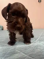 J's liver boy, a male Miniature Schnauzer for sale in Eunice, LA – 5 of 5