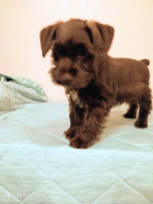 Liver boy – Miniature Schnauzer puppy for sale in Eunice, LA